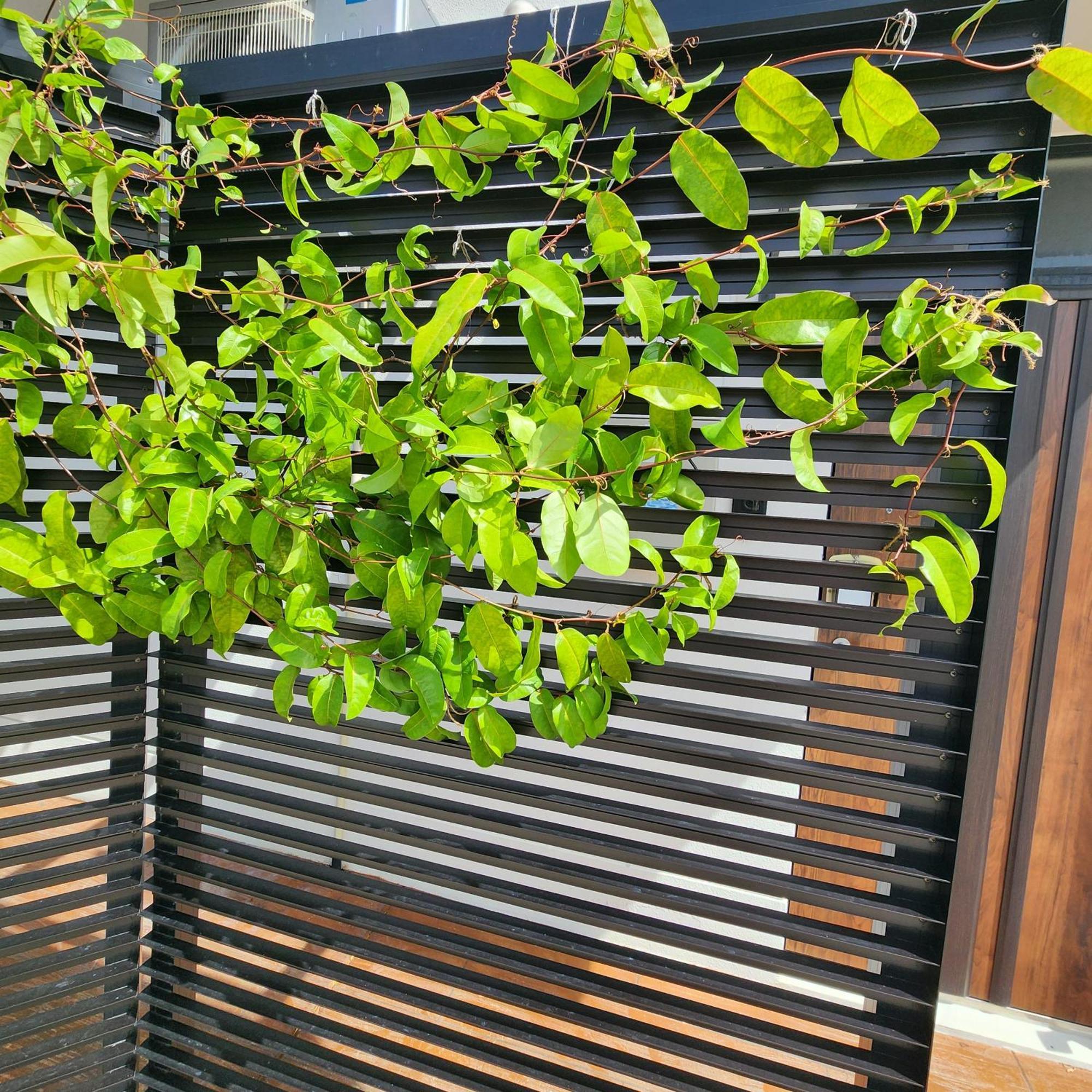 3ベッド3バス ヴィラアパラギ宮古島 Miyakojima  Exterior foto